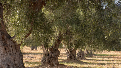 Ancient olive trees.