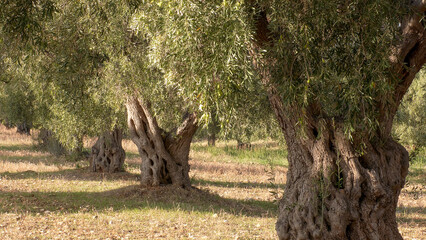 Ancient olive trees.