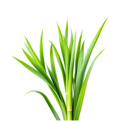 Fresh green grass blades, nature background