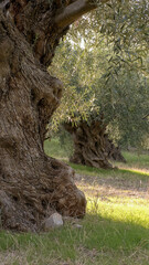 Ancient olive trees.