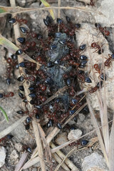 Closeup on an aggregation Schmidt's Cocktail Ants, Crematogaster schmidti, cleaning up dead insect