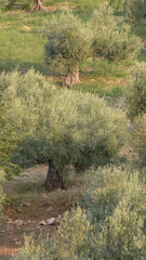 Ancient olive trees.