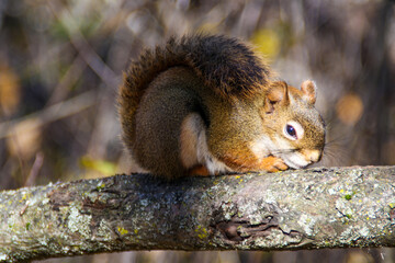 Curled-Up Red Squirrel Enjoying the Autumn Sunlight