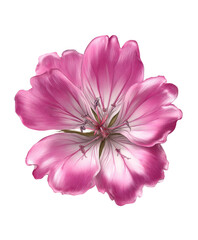 A close up of a pink flower with white petals