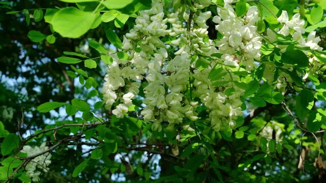 White acacia flowers on a tree. Bees collect nectar. Medicinal flowers with a large amount of nectar, a valuable honey plant for bees.