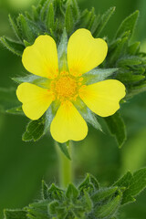 Vertical closeup on a yellow sulphur or rough-fruited cinquefoil wildflower, Potentilla recta