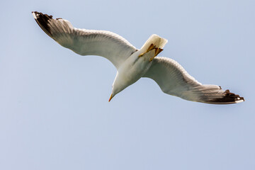Yellow legged gull in flight Italy Livorno 10.6.2025