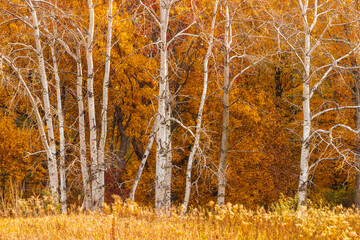 Leafless aspen trees from the golden ash and the field of gold within Pike Lake Unit, Kettle Moraine State Forest, Hartford, Wisconsin in late October