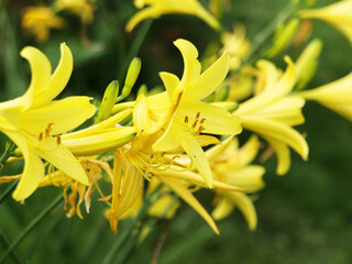 Yellow Hemerocallis. Yellow day lily. Gardening Spring flowers. Blooming lily.