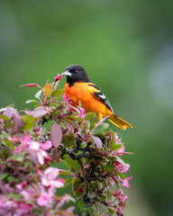 Male Baltimore Oriole in the blossoms