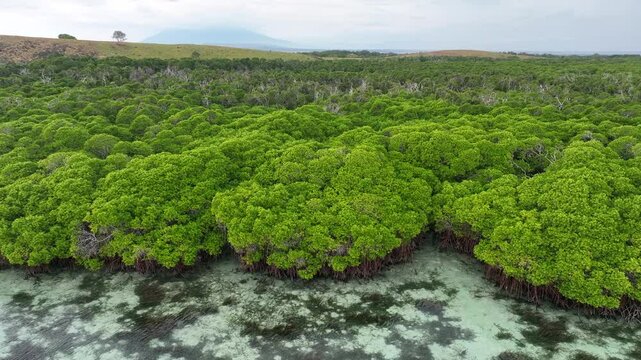 An extensive mangrove forest on a small island near Adonara, Indonesia. This tropical region in the Lesser Sunda Islands harbors high biodiversity.