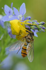 Colorful closeup on a yellow Heather Crab Spider Thomisus onustus predating on a marmalade hoverfly