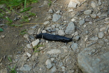 slug walking in the wild natural 
