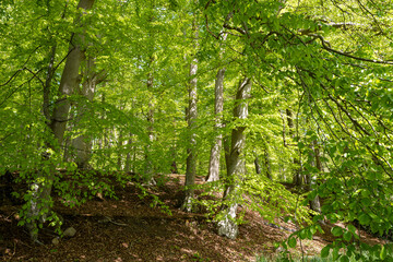 Buchenwald in Frühling, Schleswig-Holstein, Deutschland