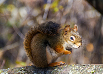 Shy Red Squirrel on a Tree Branch in Soft Autumn Light
