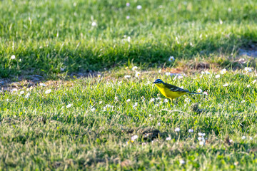 Schafstelze, Motacilla flava
