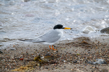 Zwergseeschwalbe, sternula albifrons, am Strand der Eckernförder  Bucht, Schleswig-Holstein, Deutschland