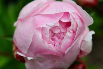 Pink Peony up close