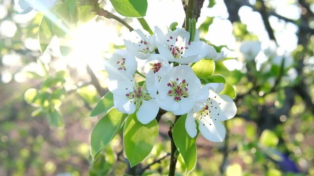 Pear blossoms in the soft sunlight at dawn. Beautiful white pear blossoms in the garden.