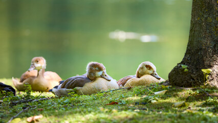 sleeping Baby Egyptian goose in the meadow