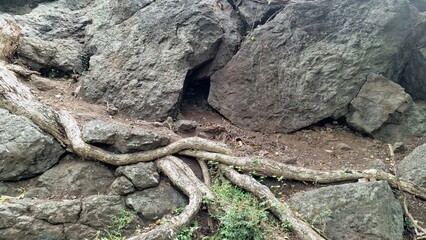 Fototapeta premium Forest Roots Entwined with Rocks in Natural Landscape Texture, Ideal for Background, Earth Concepts and Nature Projects