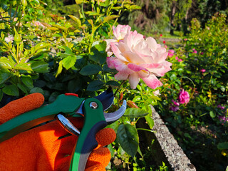 Romantic Light on Blooming Pink Roses and Gardener’s Hand. Soft golden sunlight illuminates...