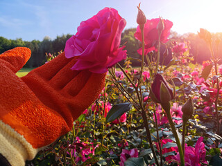 Floral Gardening in Summer with Roses. A person wearing orange and yellow gardening gloves tends to...