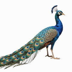 Obraz premium Peacock Majesty: A regal peacock struts with pride, its iridescent plumage and majestic train fanned out in a dazzling display of nature's artistry.