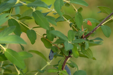 Ripe honeysuckle berries on the branches of a bush in the garden.