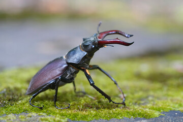 Full body closeup on a European stag beetle, Lucanus cervus turcicus from Mid Bulgaria