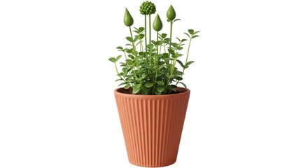 Isolated Green Plant in Terracotta Pot