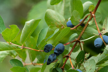 Ripe honeysuckle berries on the branches of a bush in the garden.