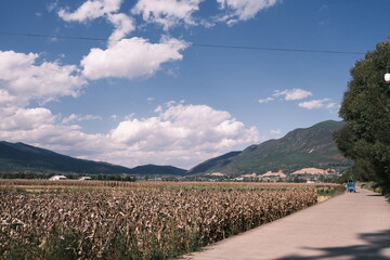 In Shaxi Ancient Town, Yunnan, China, a peaceful rural view unfolds. A path borders a dried - crop...