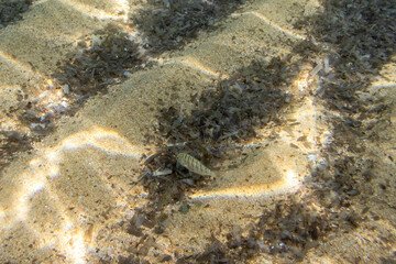 Striped seabream swimming close to seafloor among algae and shells Corsica