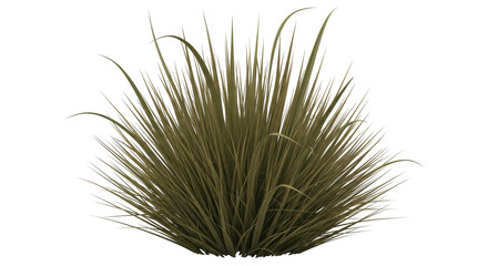 Obraz premium Isolated decorative grass bush