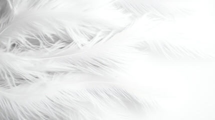 Soft white feathers create a delicate and airy composition, perfect for backgrounds and artistic designs, evoking feelings of lightness.