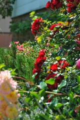 Step into the idyllic charm of a quaint German village.