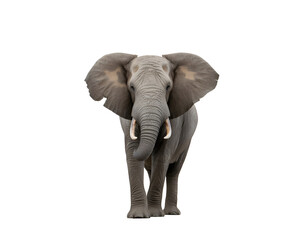 Obraz premium elephant isolated on transperant background ,PNG Image