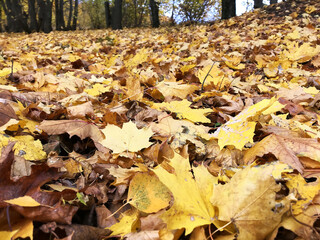 Large yellow maple leaves against the backdrop of an autumn forest. Sunlight shines through the leaves, creating a bright glow and emphasizing golden hues. Yellow leaves, bright sky.