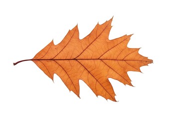 Obraz premium Amber Hues of Autumn's Farewell