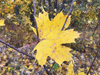 Large yellow maple leaves against the backdrop of an autumn forest. Sunlight shines through the...