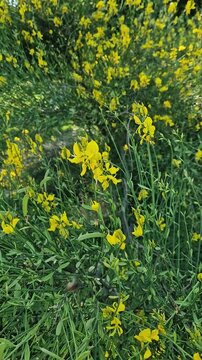 Vibrant garden unfolds shrubs of bright yellow blossoms of Spartium junceum. Delicate pea-like flowers of Spanish Broom