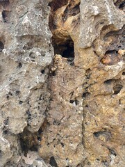 Coastal Stone Texture: A close-up shot reveals a rugged, weathered coastal stone, etched by time and the elements. The textured surface exhibits intricate patterns of holes, crevices.