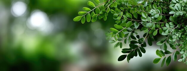 Fototapeta premium Fresh green leaves bathe in sunlight, providing a vibrant, nature-inspired backdrop ideal for spring and summer designs