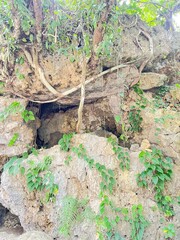 Natural Rock formation with Flora: A rugged rock formation adorned with vibrant greenery and thriving flora, sculpted by the patient hand of nature.