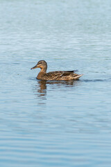 A mallard duck swimming in calm water with a blue background.