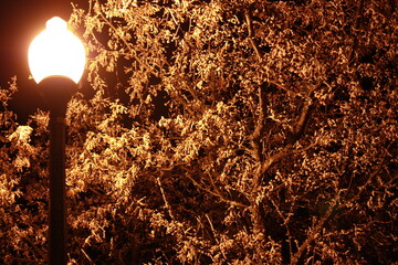 frost on tree