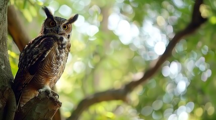 Fototapeta premium cute kind owl sitting on the tree in the forest