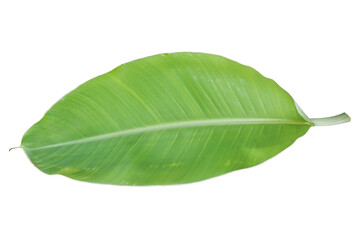 Obraz premium real Vibrant Green Banana Leaf Isolated on transparent Background