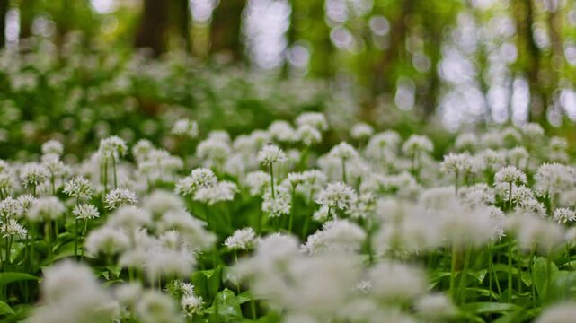 Wild Garlic, Flowers, Forest, Woods